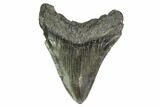Fossil Megalodon Tooth - South Carolina #149408-1